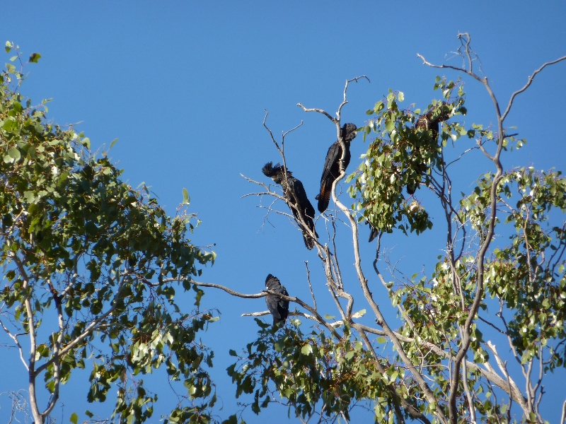 Black cockatoos, Bimblebox