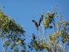 Red-tailed Black Cockatoos. Sonya Duus
