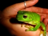 Green Tree Frog by Josie Fraser