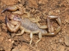 Scorpion_Urodacus sp._Bimblebox NR_Jan16. Paul Horner