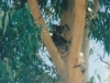 Koala by previous owner