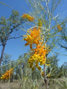 Grevillea in flower on Bimblebox Nature Refuge, threatened by Waratah Coal's "China First" mine