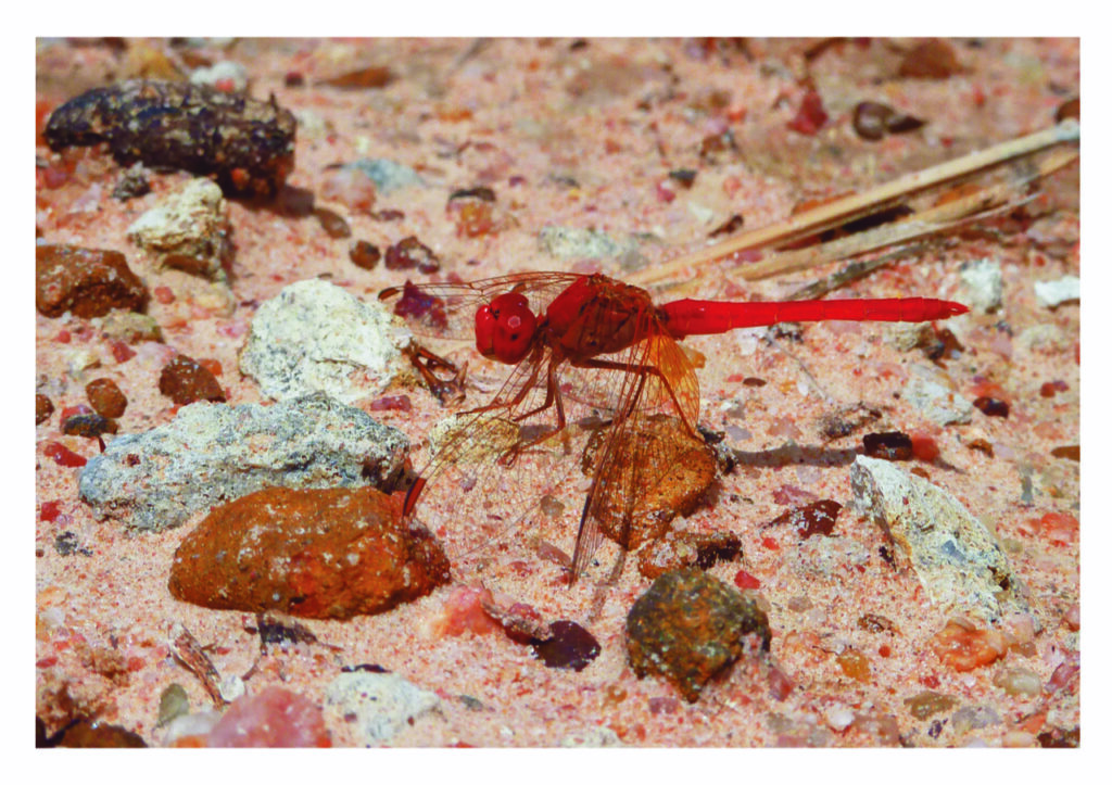 Startlingly vivid Red Dragonfly (April)